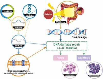 Role of non-coding RNAs in radiosensitivity of colorectal cancer: A narrative review